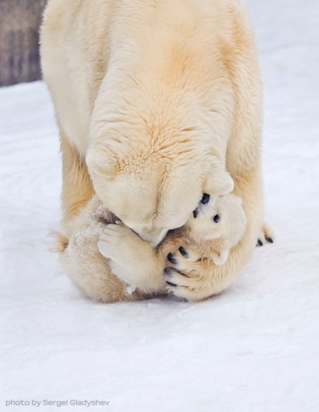 polar bears hugging