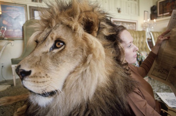 tippi hendren and lion