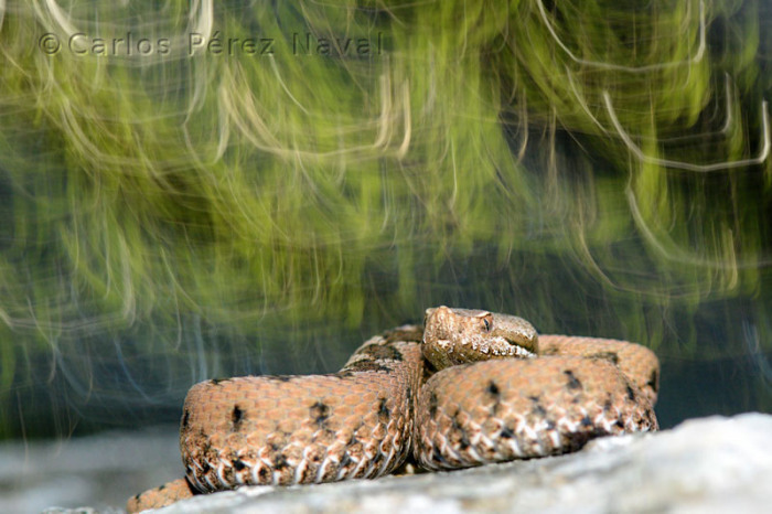 9-Years-Old-Spanish-Boy-Wins-Wildlife-Photographer-Of-The-Year-Contest6__700