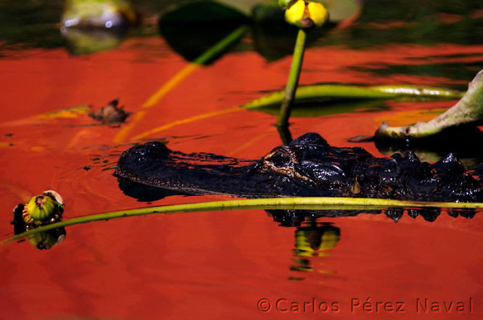 9-Years-Old-Spanish-Boy-Wins-Wildlife-Photographer-Of-The-Year-Contest8__700