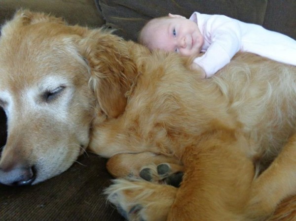 dogs and babies 1