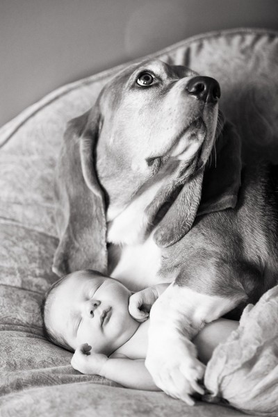 dogs and babies 2