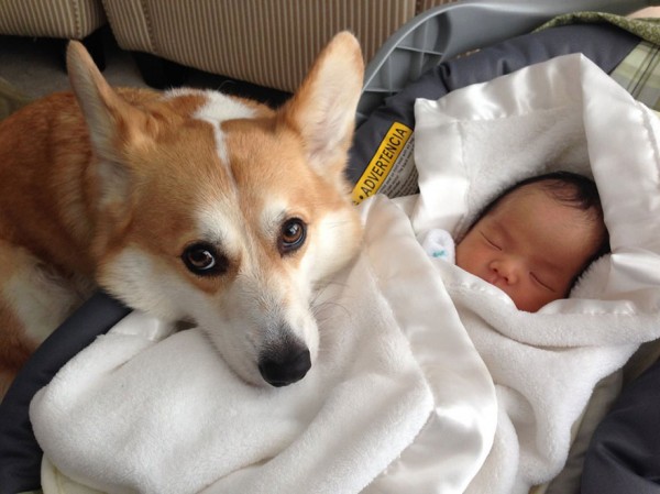 dogs and babies 3