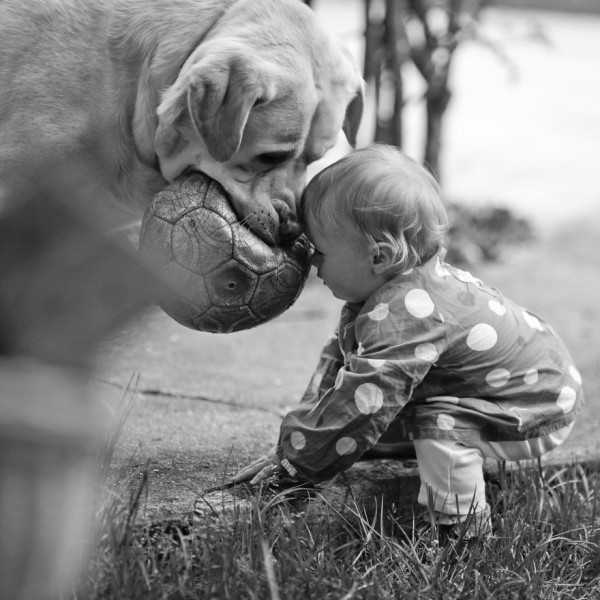 dogs and babies 6