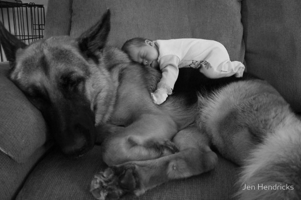 dogs and babies 7