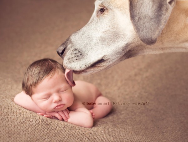 dogs and babies 9