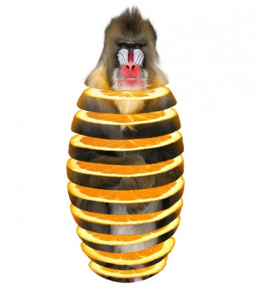 mandrill orange