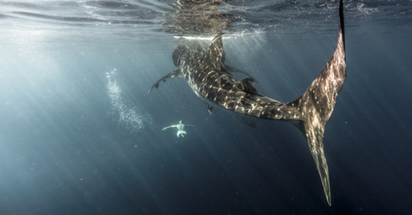 whale shark