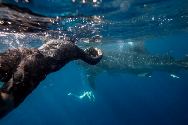 whale shark 7