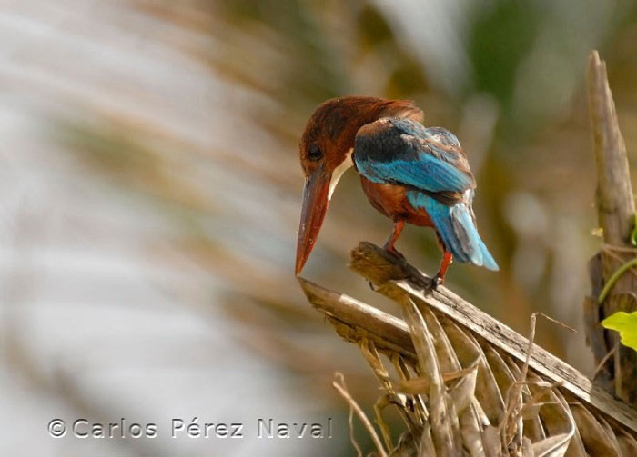 wildlife-photography-carlos-perez-naval-3