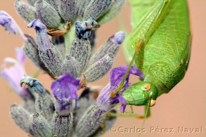 wildlife-photography-carlos-perez-naval-5