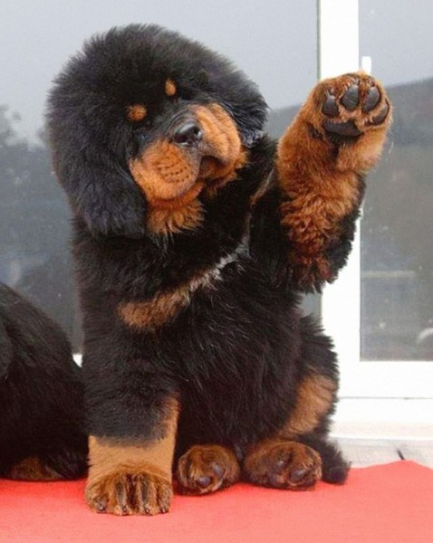 dog teddy bear 2