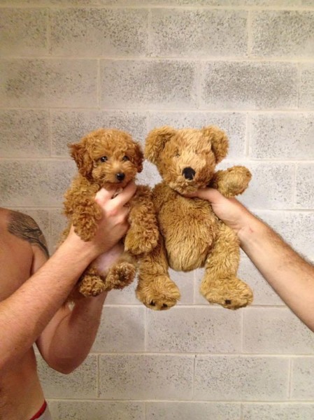 dog teddy bear 5