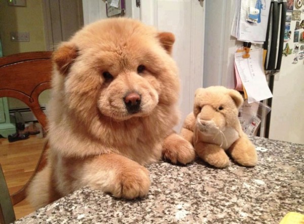 dog teddy bear 7