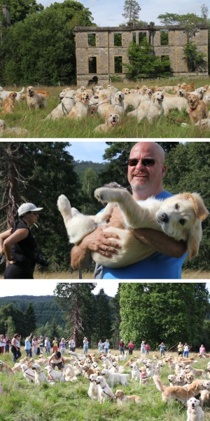 golden retriever festival 2