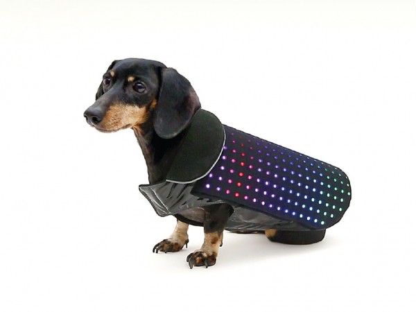 disco dog 3