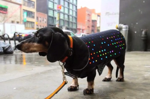 disco dog 4