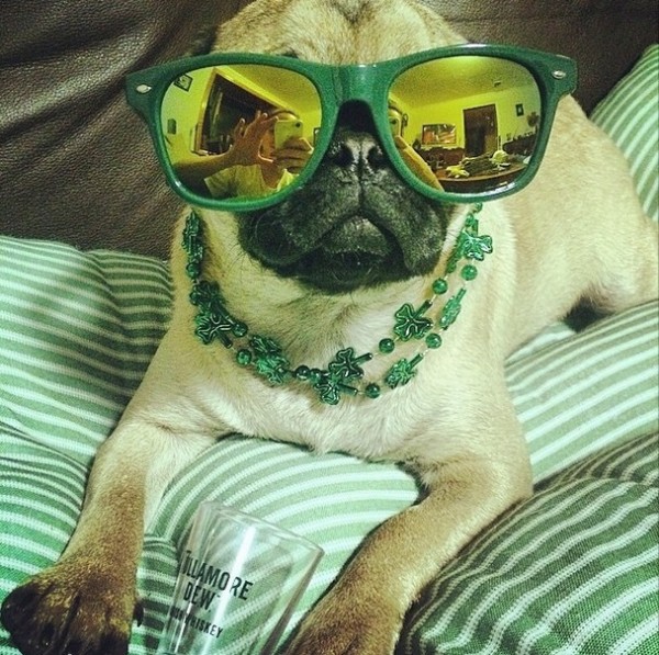 st patricks day dog 1