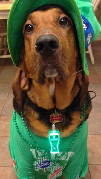 st patricks day dog 10