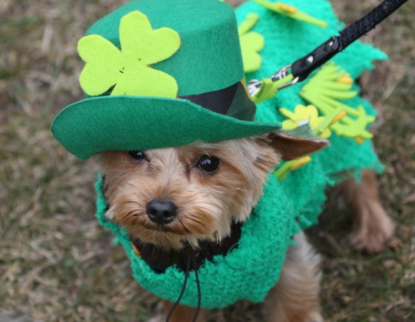 st patricks day dog 5