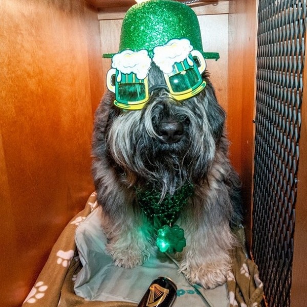 st patricks day dog 6