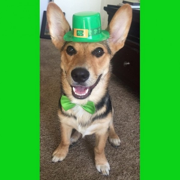 st patricks day dog 9