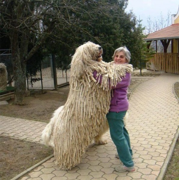 giant dogs 4
