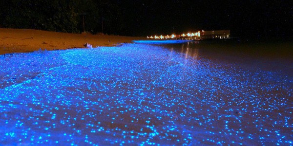 glowing beach