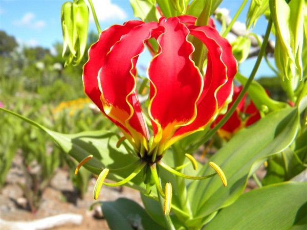 gloriosa