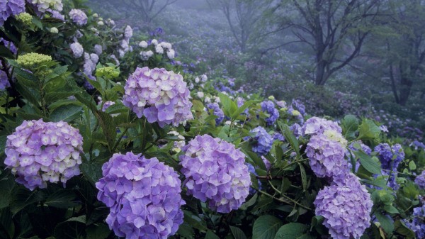 hydrangea