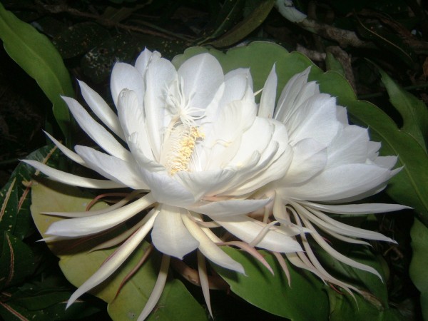 kadapul flower