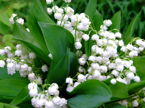 lily of the valley