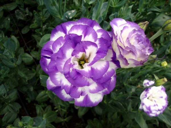 lisianthus