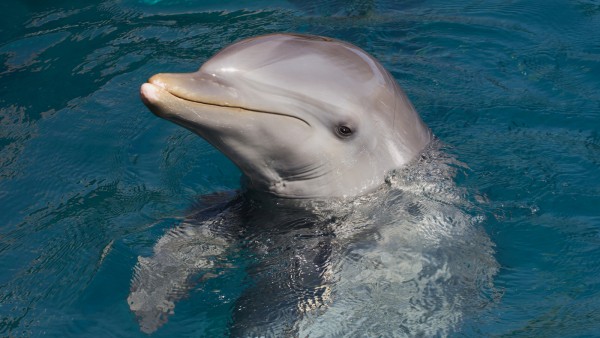 bottlenose dolphin