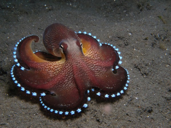 cephalopods