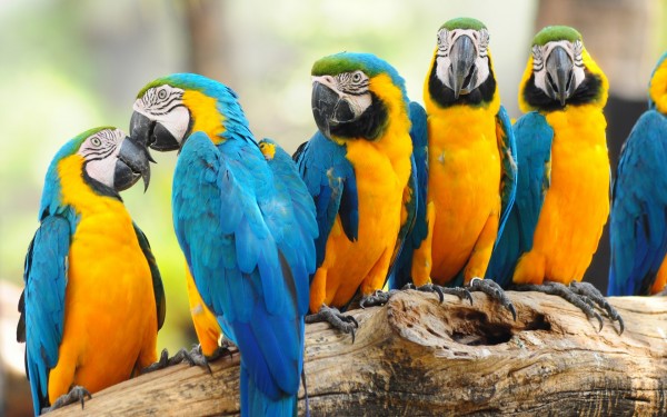 parrots