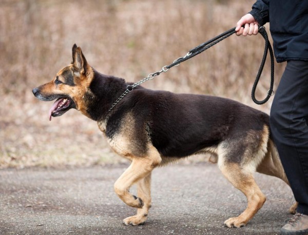 dogs walking