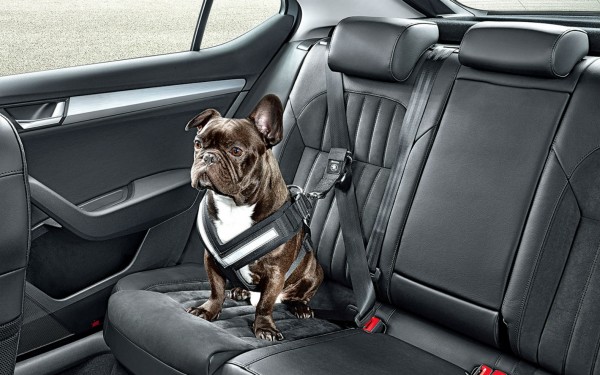 skoda dog belt 1