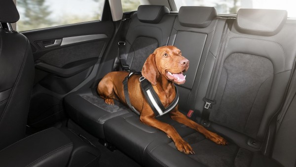 skoda dog belt 2