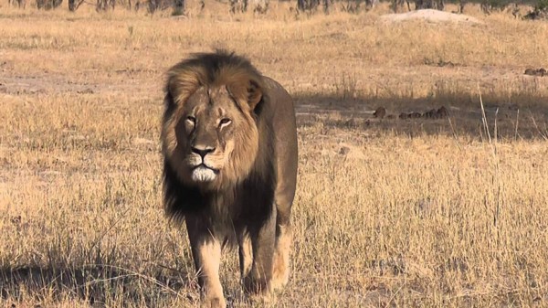 cecil the lion 4