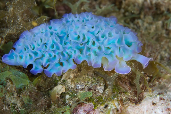 sea slugs 4