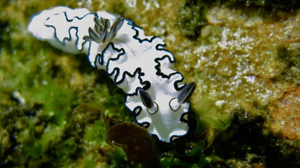 sea slugs 5