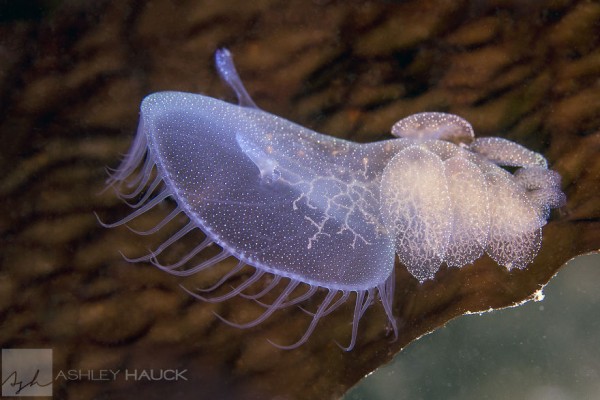 Melibe leonina nudibranch, La Jolla Shores