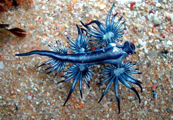 sea slugs 8