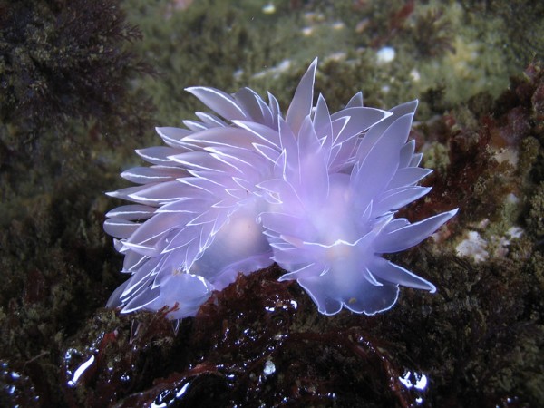 sea slugs 9