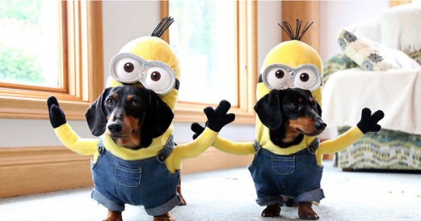 diy pet costumes 5