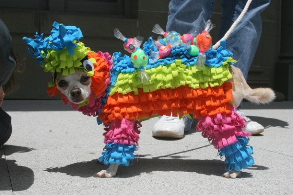 http://www.flickr.com/photos/21279442@N00/4708463756/ ---VIA--- http://www.buzzfeed.com/summeranne/heres-a-picture-of-a-dog-dressed-up-as-a-pin