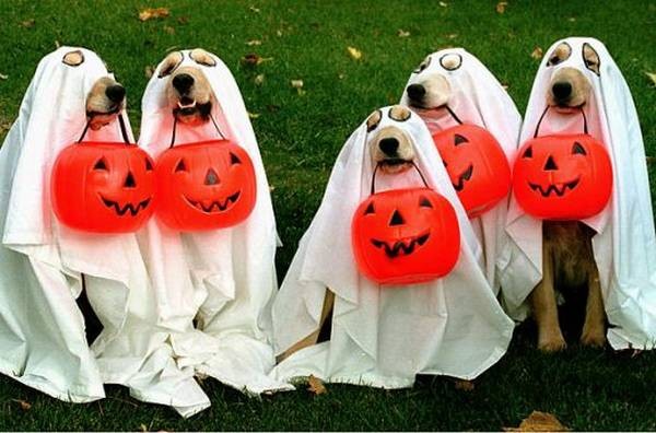 diy pet costumes 8