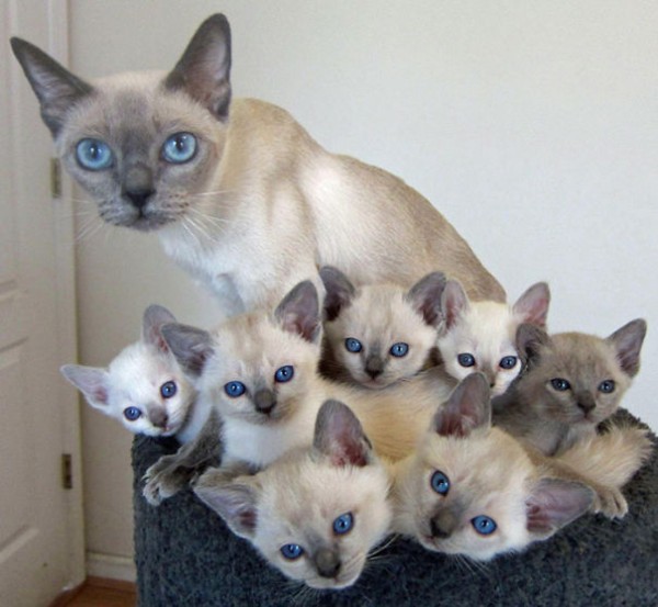 proud cat parents 10