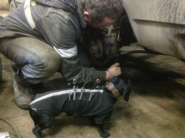 repair shop dachshund 1